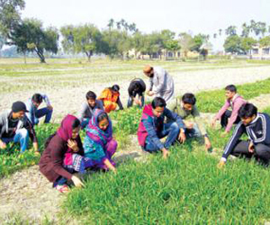 Working opportunities for agriculturists