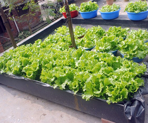 Lettuce cultivation in the water
