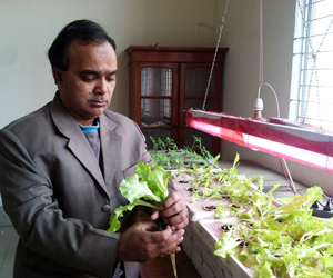 Low cost system of Hydroponics