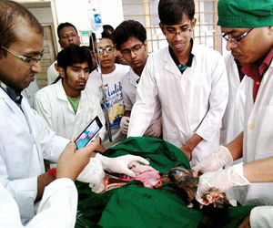 Cesarean operation on Goat at PSTU
